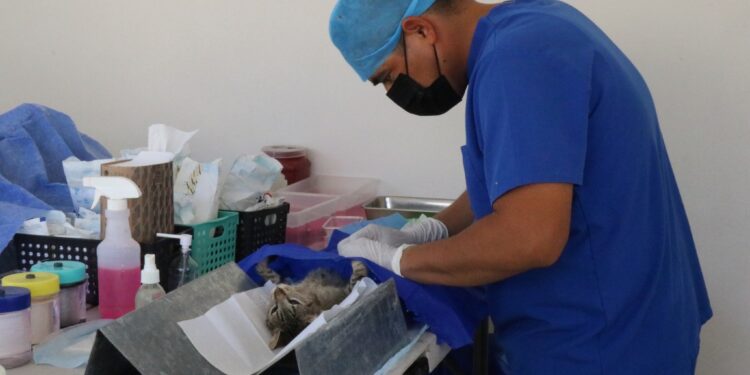 Oscar Leggs Castro ofrece diferentes apoyos y programas para cuidar de las mascotas, sobre todo perros y gatos