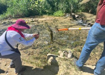 Dirección General de Ecología y Medio Ambiente ejecute mayores estrategias para el manejo y control del lirio acuático
