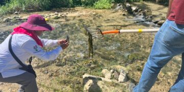 Dirección General de Ecología y Medio Ambiente ejecute mayores estrategias para el manejo y control del lirio acuático