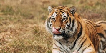 Los Chapitos: los sanguinarios hijos del Chapo que alimentan a sus tigres con sus enemigos