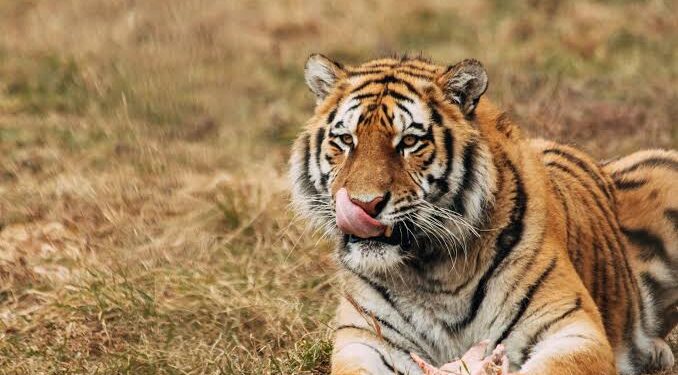 Los Chapitos: los sanguinarios hijos del Chapo que alimentan a sus tigres con sus enemigos