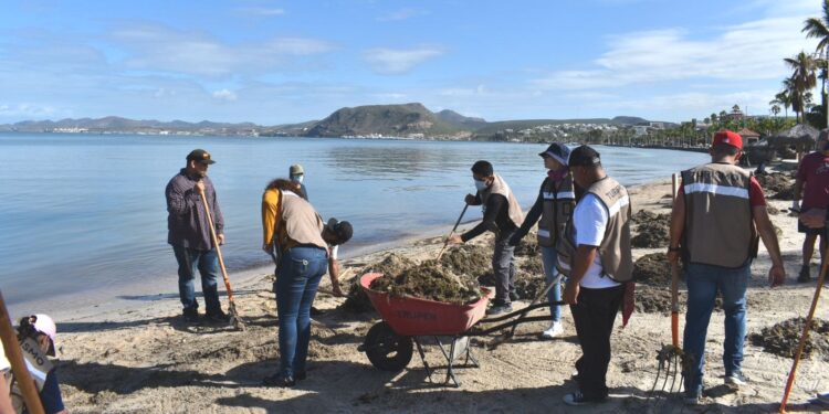 Se unen ciudadanos, comerciantes y gobierno municipal en la limpieza del Malecón de La Paz