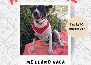 Debemos garantizar y fortalecer el programa de adopción canina