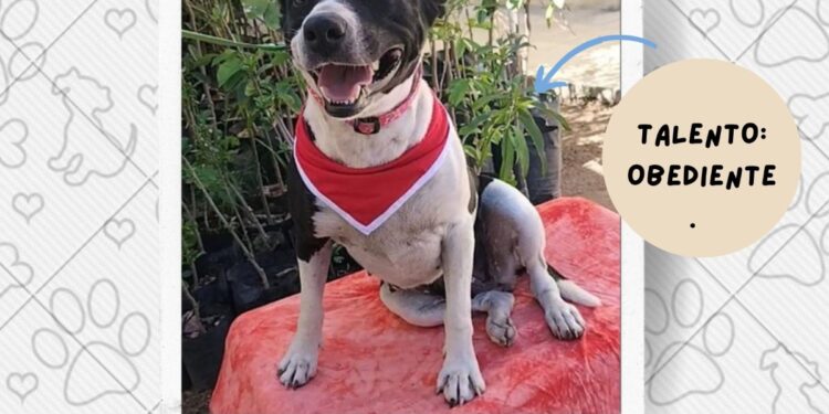 Debemos garantizar y fortalecer el programa de adopción canina