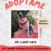 Debemos garantizar y fortalecer el programa de adopción canina