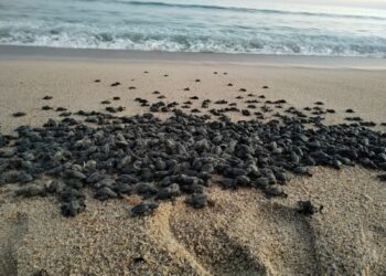 200 mil huevos de tortugas marinas se han recolectado a la fecha en esta temporada de anidación 2023