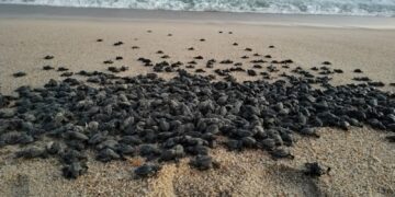 200 mil huevos de tortugas marinas se han recolectado a la fecha en esta temporada de anidación 2023
