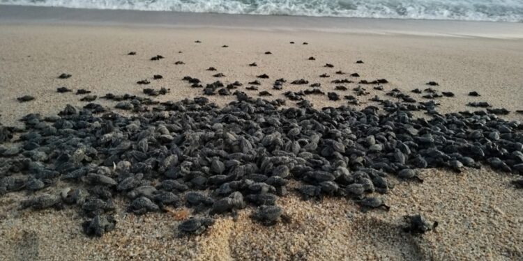 200 mil huevos de tortugas marinas se han recolectado a la fecha en esta temporada de anidación 2023