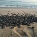 200 mil huevos de tortugas marinas se han recolectado a la fecha en esta temporada de anidación 2023