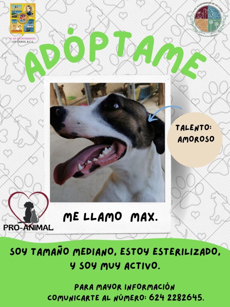 Debemos Garantizar Y Fortalecer El Programa De Adopción Canina El