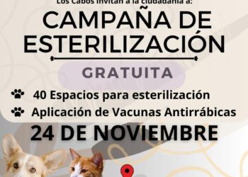 Se realizará este viernes 24 de noviembre una campaña gratuita de esterilización canina y felina.