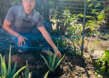 Se dio inicio a un programa de reforestación en diversas colonias