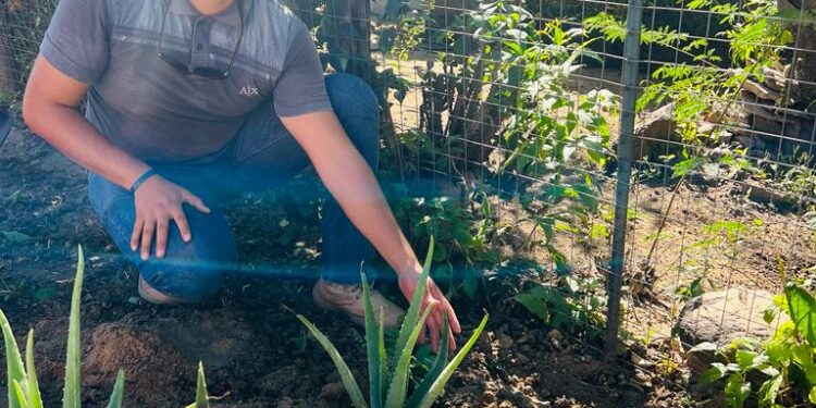 Se dio inicio a un programa de reforestación en diversas colonias