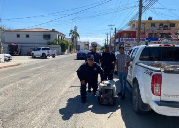 El Comité Pro-Animal Los Cabos a través de la A.C. Animalandia y Seguridad Pública dan respuesta oportuna de manera permanente a los reportes por maltrato animal en las diversas las colonias del municipio.