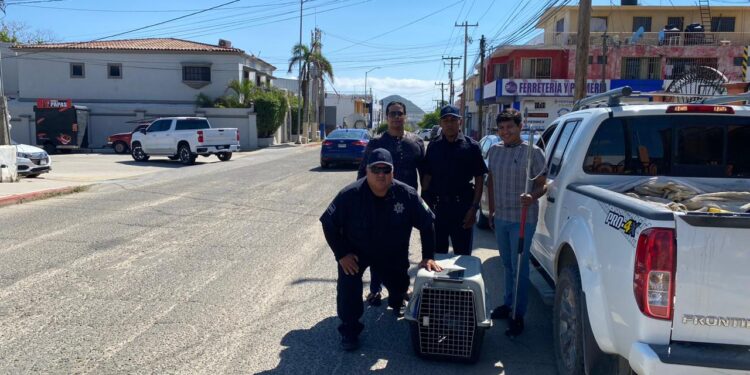 El Comité Pro-Animal Los Cabos a través de la A.C. Animalandia y Seguridad Pública dan respuesta oportuna de manera permanente a los reportes por maltrato animal en las diversas las colonias del municipio.