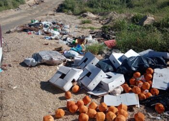 La Coordinación Municipal de la Zona Federal Marítimo Terrestre de Los Cabos (Zofemat), mantiene acciones permanentes enfocadas a la promoción de valores ambientales y cuidado del entorno.