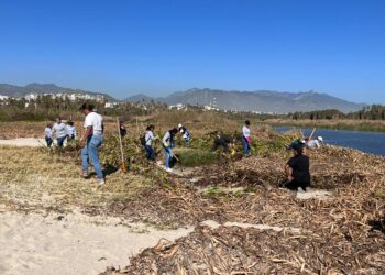 Tras abrirse la bocana de manera natural se expulsó aproximadamente un 80% del lirio acuático de la Reserva Ecológica