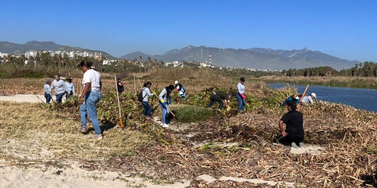 Tras abrirse la bocana de manera natural se expulsó aproximadamente un 80% del lirio acuático de la Reserva Ecológica