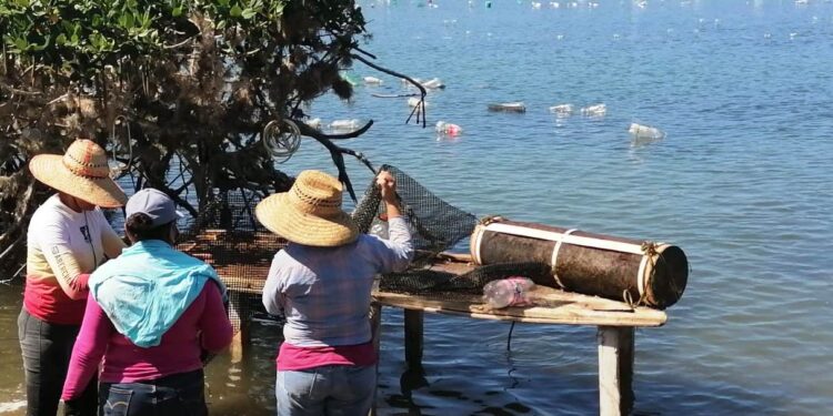 BCS, LÍDER NACIONAL EN PRODUCCIÓN DE OSTIÓN: 