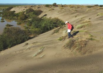 Realizan estudio de caracterización de dunas en El Mogote y Puerto Chale