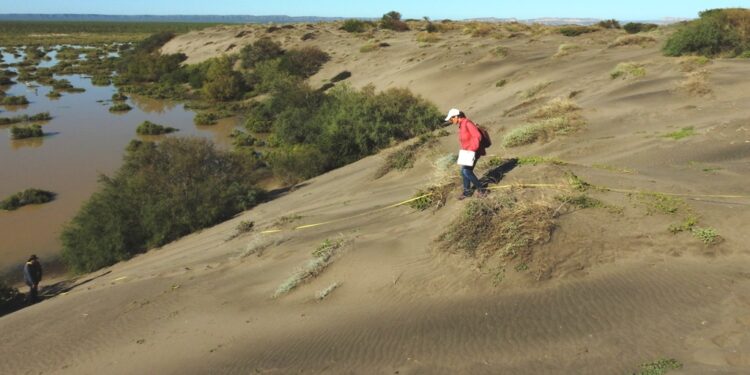 Realizan estudio de caracterización de dunas en El Mogote y Puerto Chale