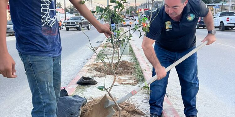 Campaña de reforestación