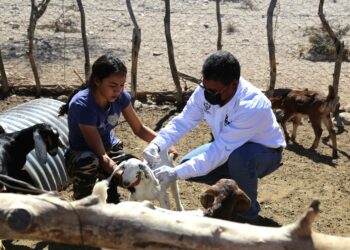 Beneficia Programa Municipal de Atención Veterinaria a ganaderos de la zona rural