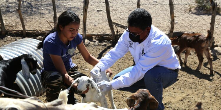 Beneficia Programa Municipal de Atención Veterinaria a ganaderos de la zona rural