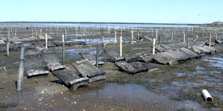 CULTIVO DE OSTIÓN JAPONÉS OCUPA 90 POR CIENTO DE HECTÁREAS UTILIZADAS PARA ACUACULTURA