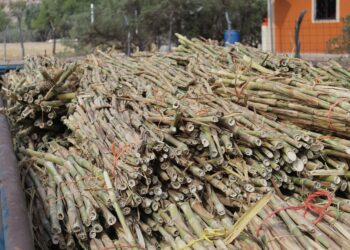 DISTRIBUYE SEPADA 30 TONELADAS DE SEMILLA DE ZACATE CUBA PARA ALIMENTAR A GANADO