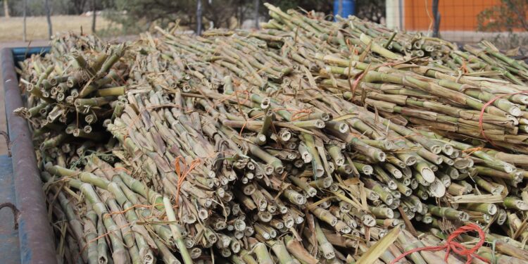 DISTRIBUYE SEPADA 30 TONELADAS DE SEMILLA DE ZACATE CUBA PARA ALIMENTAR A GANADO