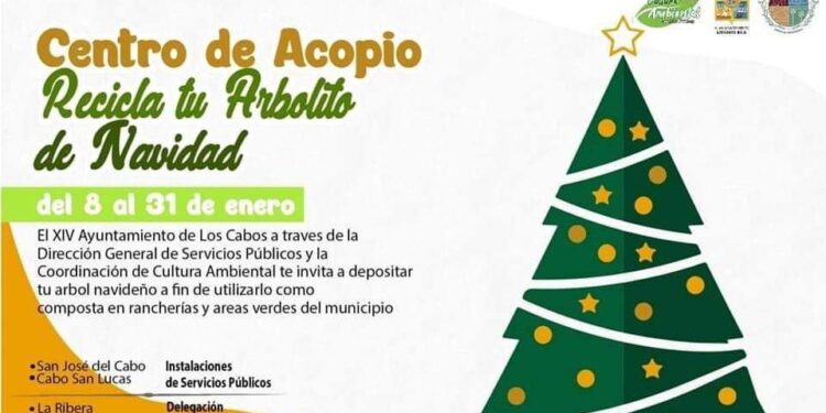 La XIV Administración que encabeza Oscar Leggs Castro ha habilitado Centros de Acopio para reciclar los arbolitos de navidad