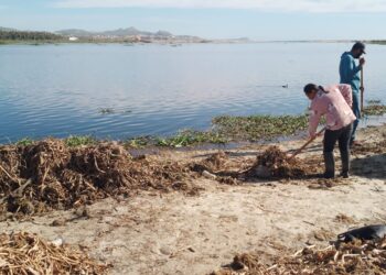 Se ha logrado a la fecha eliminar un 75% del lirio acuático en el espejo de agua