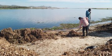 Se ha logrado a la fecha eliminar un 75% del lirio acuático en el espejo de agua