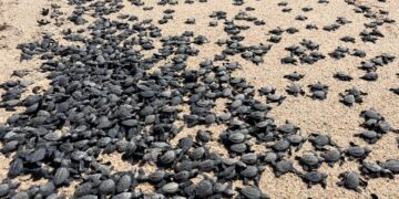 El biólogo Gabriel Olvera Guevara dio a conocer de manera parcial al mes de noviembre del año 2023, se han protegido un total de 8 mil 749 nidos de tortugas marinas en todo el municipio de Los Cabos.