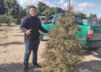 Continúa recepción de arbolitos de Navidad en el Eco Parque