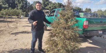 Continúa recepción de arbolitos de Navidad en el Eco Parque