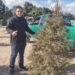 Continúa recepción de arbolitos de Navidad en el Eco Parque