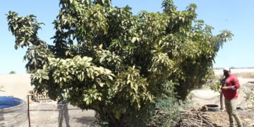 DISMINUYE SIGNIFICATIVAMENTE PRESENCIA DE MOSCA DE LA FRUTA EN ZONA SUR DE LA ENTIDAD