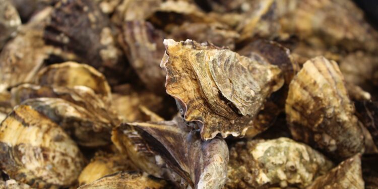 PREPARAN TERCER FESTIVAL DEL OSTIÓN JAPONÉS EN EL VALLE DE SANTO DOMINGO