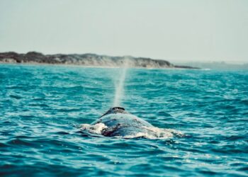 INVITA SETUE AL FESTIVAL DE LA BALLENA GRIS DE PUERTO ADOLFO LÓPEZ MATEOS