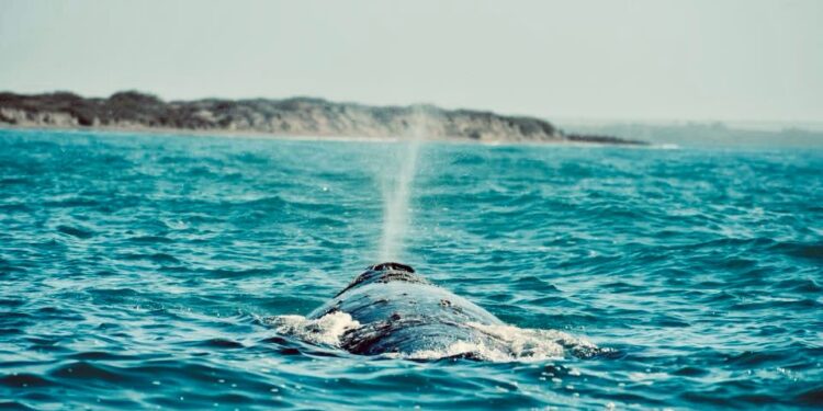INVITA SETUE AL FESTIVAL DE LA BALLENA GRIS DE PUERTO ADOLFO LÓPEZ MATEOS