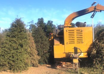 Habilitan centro de acopio de arbolitos de Navidad en el Eco Parque