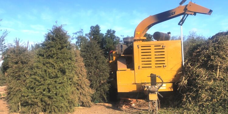 Habilitan centro de acopio de arbolitos de Navidad en el Eco Parque