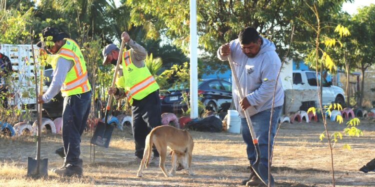 Trasplantan más de 300 árboles en parques de la colonia Valle Dorado y La Pitahaya