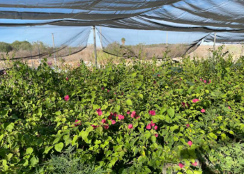 DONA SEPADA MÁS DE 10 MIL PLANTAS DE ORNATO A INSTITUCIONES EN BCS