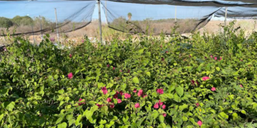 DONA SEPADA MÁS DE 10 MIL PLANTAS DE ORNATO A INSTITUCIONES EN BCS