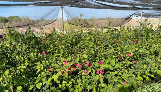 DONA SEPADA MÁS DE 10 MIL PLANTAS DE ORNATO A INSTITUCIONES EN BCS