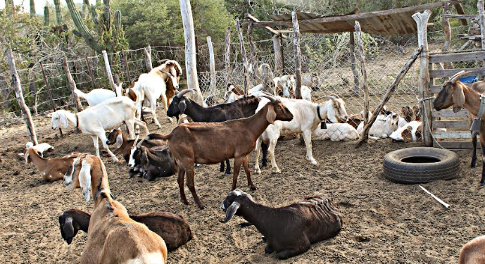 INVIERTE GOBIERNO DEL ESTADO MÁS DE 4 MDP EN PROYECTO ESTRATÉGICO PARA SAN FRANCISCO DE LA SIERRA