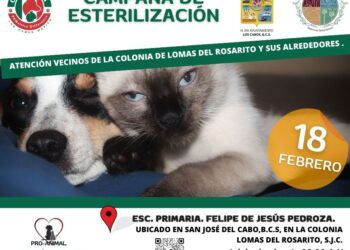 Este próximo domingo 18 de febrero se llevará a cabo campañas de Esterilización Canina y Felina